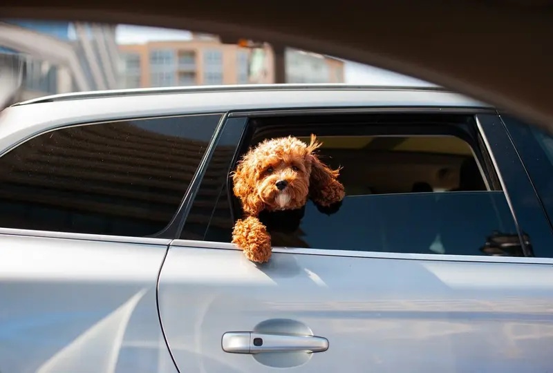 Sommerhitze im Auto gefährdet Hunde – Rechte und Pflichten
