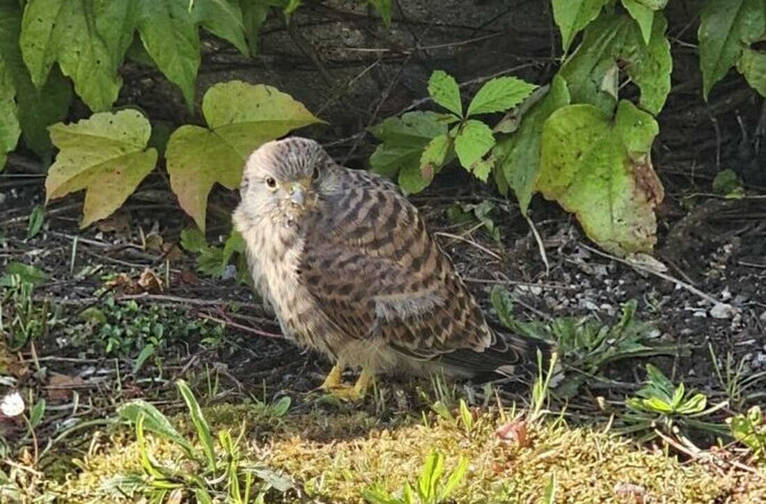 Pirk. Ein junger Turmfalke sorgt derzeit auf dem Friedhof für Aufsehen. Besucher werden gebeten, Abstand zu halten und das Tier nicht zu stören, um seinen Schutz zu gewährleisten.