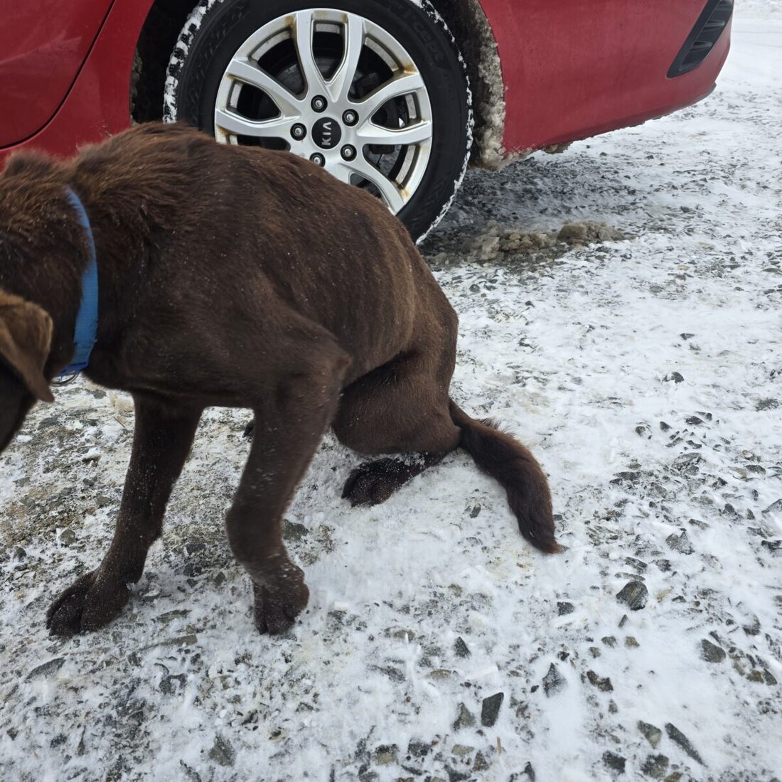 Vohenstrauß/Neustadt/Weiden. Polizei und Veterinäramt haben zu Jahresbeginn von einem Hof im Altlandkreis Vohenstrauß fünf unterernährte Hunde geholt. Die Tiere litten nach Auskunft von Landkreissprecher Marcel Weidner auch unter der extremen Kälte.  