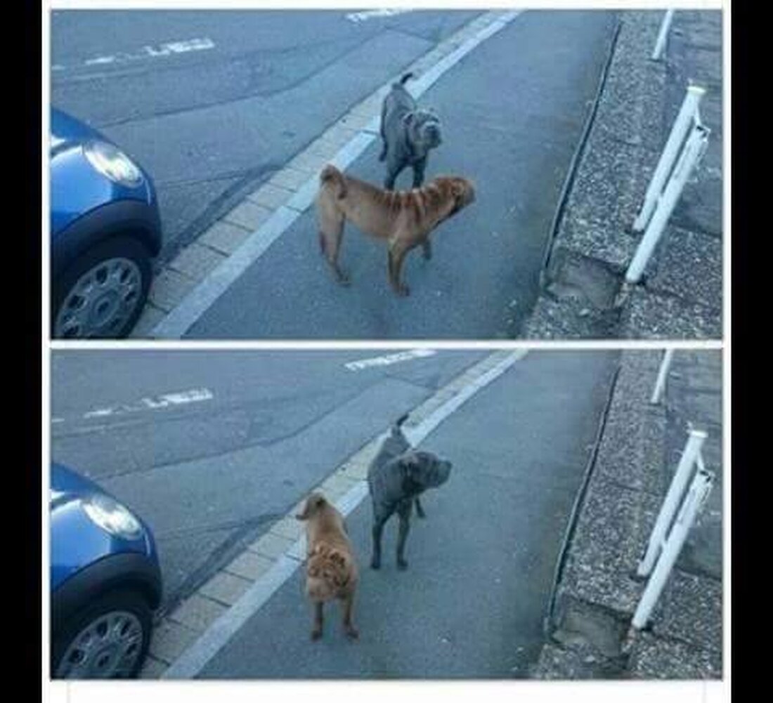 Weiden. In Weiden und Umgebung sorgen seit sechs Tagen die beiden Hunde Yve und Tucker für gehörig Aufsehen. Seit Tagen versucht das Tierheim die Hunde zu fangen – das misslingt [&hellip;]