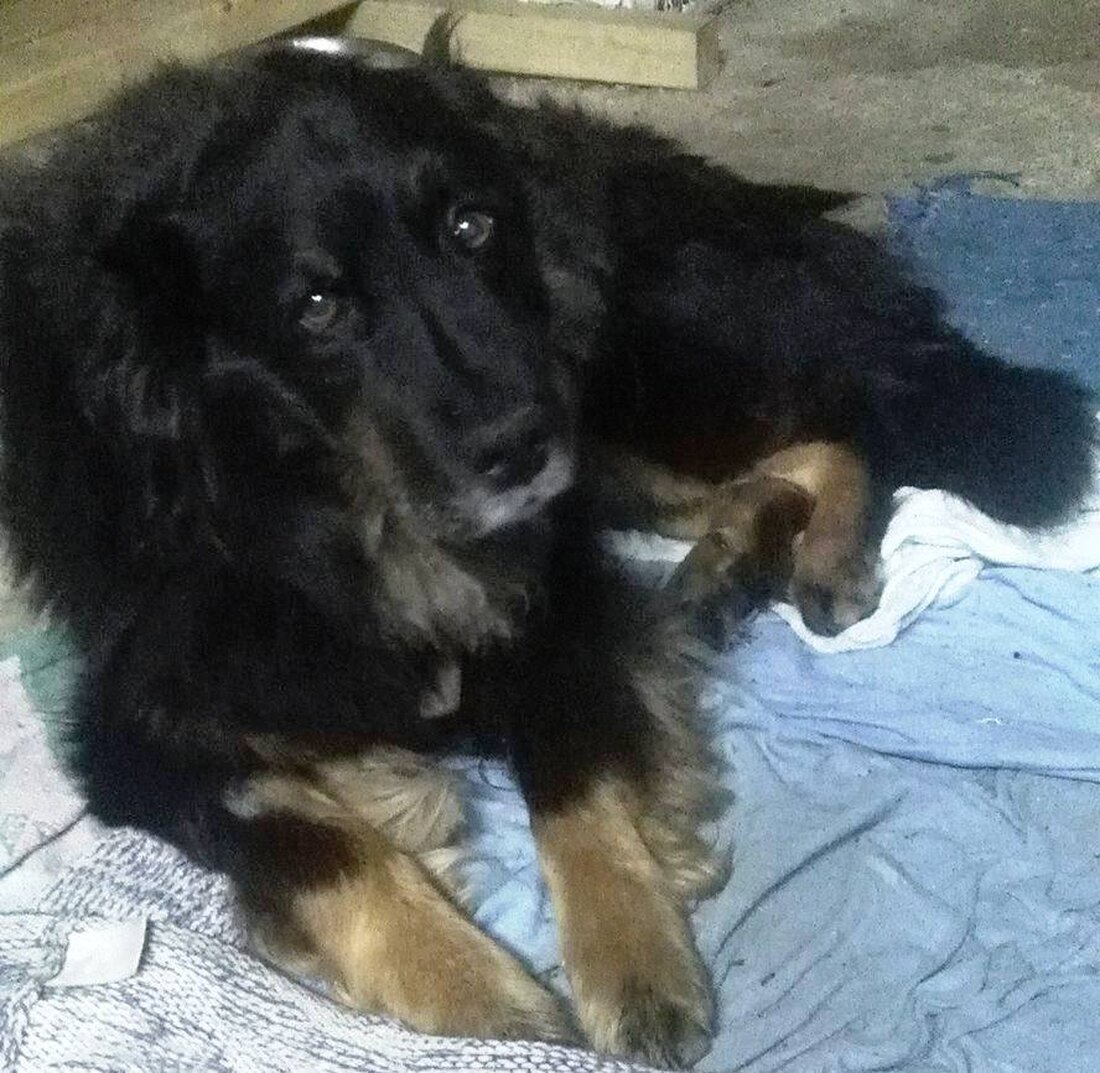 Georgenberg. Schon als Welpe kam Leika zu Familie Wüst. Sie war ein vollwertiges Familien-Mitglied, bis zur Tragödie vor zwei Wochen. Die Hunde-Dame musste wegen einer schweren Vergiftung eingeschläfert werden.  Familie [&hellip;]