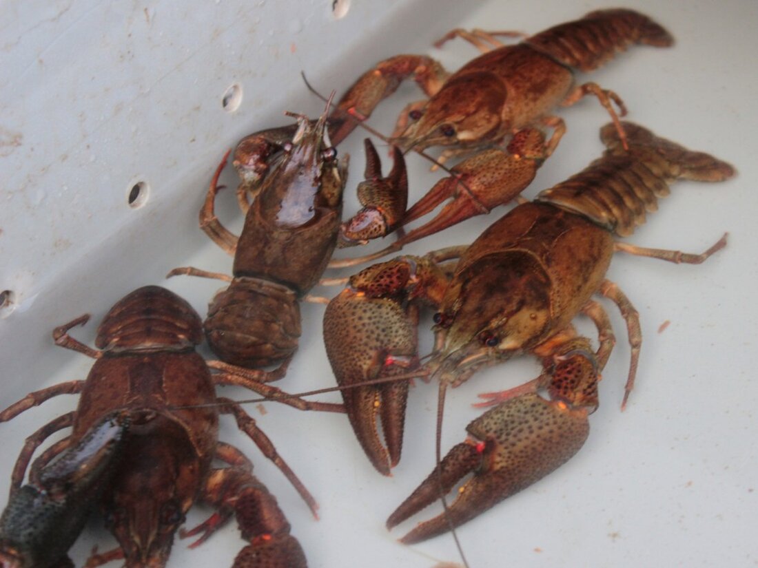 Tirschenreuth. Die Aktion „Artenschutz durch Aufessen“ informiert unterhaltsam und lecker über den Edelkrebs und seine amerikanischen Konkurrenten. Seit vielen Jahren gehen die Bestände des Europäischen Edelkrebs in unseren heimischen Gewässern [&hellip;]