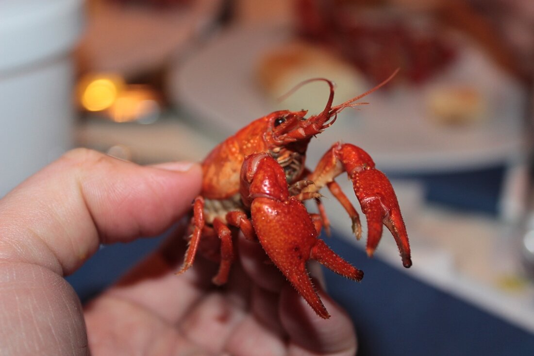 Plößberg. Krebse kommen in Plößberg auf den Teller. Der Grund dafür ist Artenschutz. Wie das zusammen passt?  Bis vor 1860 gab es die Edelkrebse praktisch in jedem Wiesengraben. Doch dann [&hellip;]