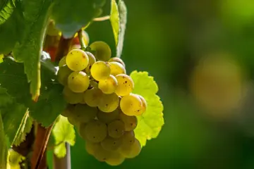 Weinfest der CSU begeistert Gäste in Neustadt
