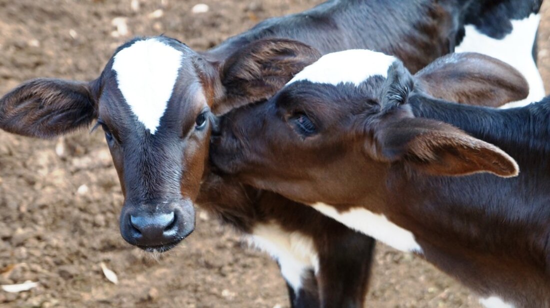 Weiden. Nachdem ein Tiertransporter grundlos eine Vollbremsung einleitete, wurde eine Polizeistreife hellhörig. Sie stoppten den mit Kälbern beladenen Lastwagen. Zusammen mit einer Tierärztin überprüften sie den Transport und die Veterinärin [&hellip;]