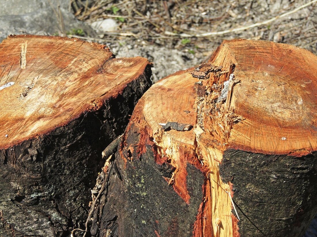 Weiden. Die Forstverwaltung warnt vor Baumfällarbeiten nördlich des Hammerwegs. Sie bittet, den Forstweg zu meiden.