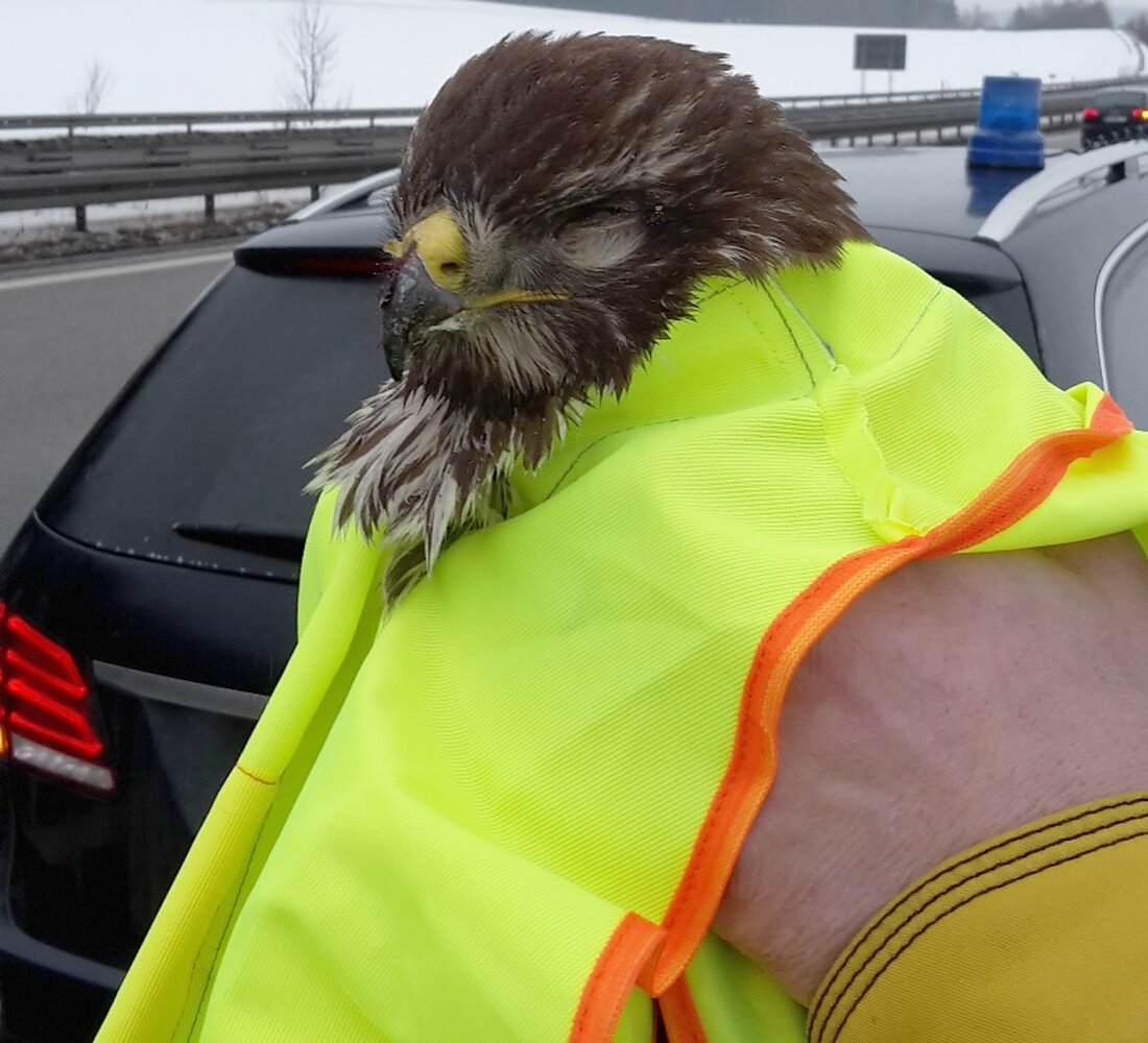 Vohenstrauß. Eine Streifenbesatzung der Bundespolizeiinspektion Waidhaus rettete gestern einen Bussard in Not. Mittlerweile geht es”Jürgen” schon besser. Ein Autofahrer berichtete der Polizei, dass auf der A6 in Fahrtrichtung Prag auf Höhe [&hellip;]