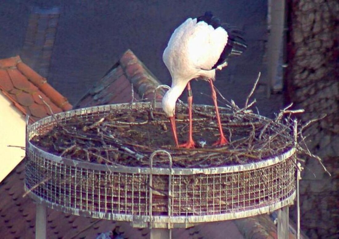 Weiden. Weißstörche in beiden Horsten. Nach langem Warten ist der zweite Weißstorch in Weiden gelandet – allerdings im anderen Nest.  Von Jürgen Wilke  Auf den Dächern des Alten Schulhauses – [&hellip;]
