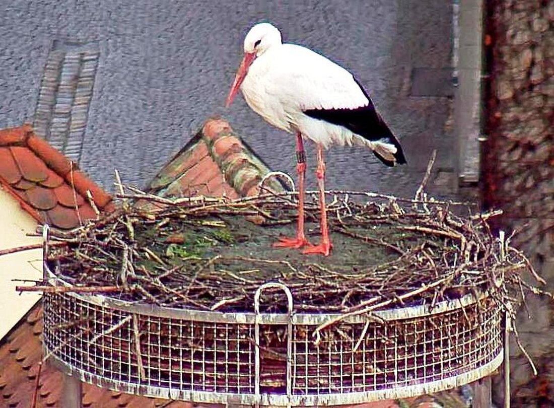 Weiden. Am Samstag 1. Februar landete der erste Weißstorch nach dem Rückflug aus seinem Winterquartier wieder auf dem Dach des Alten Schulhauses in Weiden. Das ist so zeitig wie nie [&hellip;]