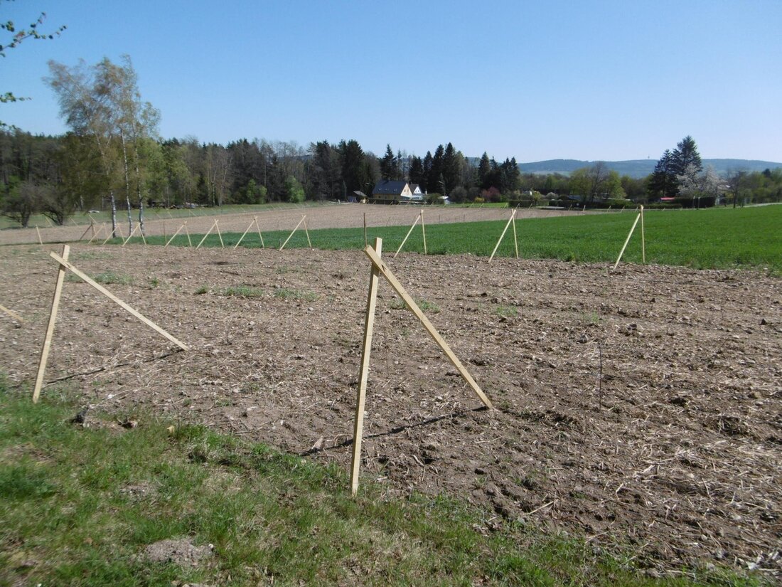 Weiden. Zwei frisch eingezäunte Ackergrundstücke in Weiden West, “Hinterm Rehbühl” werfen bei vielen Spaziergängern Fragen auf. Wieso ist das Feld eingezäunt? Wem gehört es? Was wird hier angepflanzt? Jetzt gibt [&hellip;]