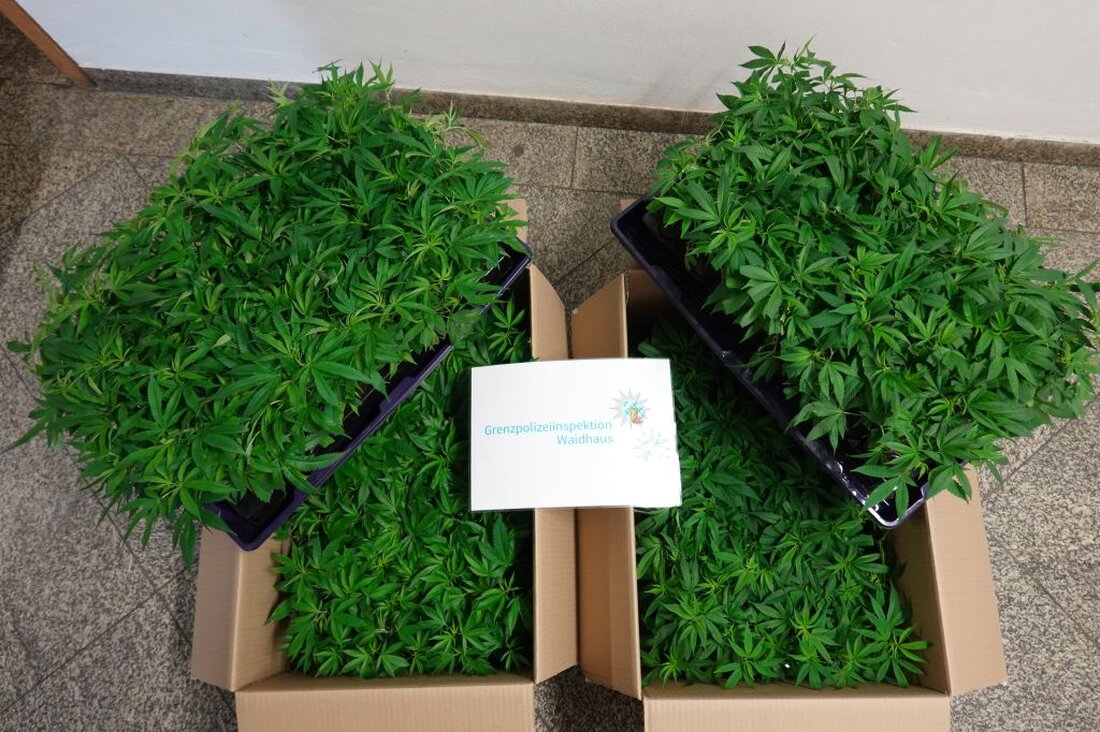 Vohenstrauß.  Am Donnerstagvormittag kontrollierten Schleierfahnder der Grenzpolizeiinspektion Waidhaus auf der A6 in Fahrtrichtung Landesgrenze einen Kleintransporter mit italienischer Zulassung. Im Fahrzeug wurden über 400 Cannabispflanzen festgestellt.
