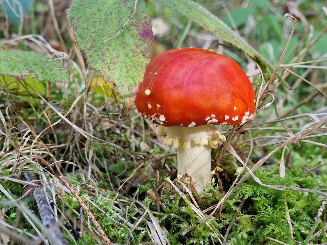 Trauschendorf. Unter Führung von Günther Grabs zogen zwölf Erwachsene und einige Kinder zur Pilzwanderung der Naturfreunde am Wanderheim. In zwei Stunden entdeckten sie 66 Arten, davon 33 essbar und 33 ungenießbar bis giftig.