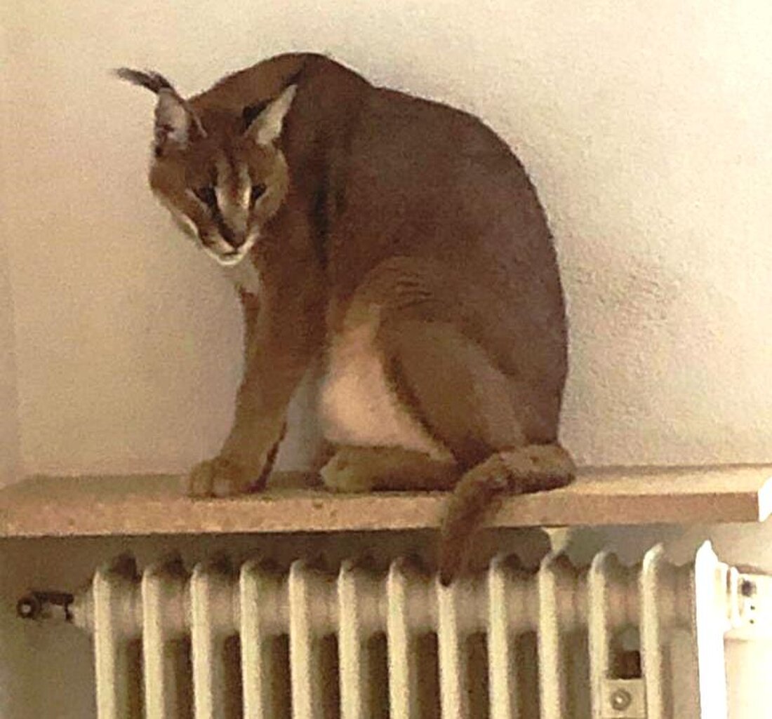 Weiden. Wieder einmal nicht-alltägliches erlebten Beamte der Polizei Weiden gestern Nachmittag, als sie bei einem Einsatz einem Wüstenluchs in die Augen blickten. Die Streife wurde durch das Veterinäramt um sogenannte Amtshilfe [&hellip;]