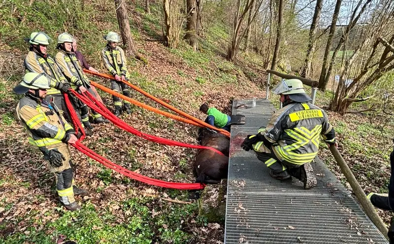 Stundenlange Rettung bei Wernberg-Köblitz Pferd unter Brücke befreit