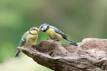 Infotag zur Wildvogelfütterung bei der Gärtnerei Steinhilber in Neustadt/WN am 15. Mai