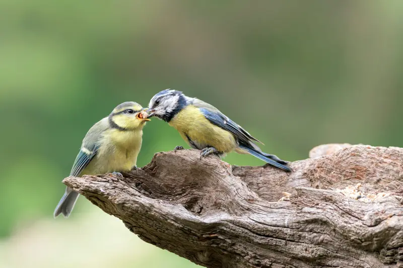 Infotag zur Wildvogelfütterung bei der Gärtnerei Steinhilber in Neustadt/WN am 15. Mai