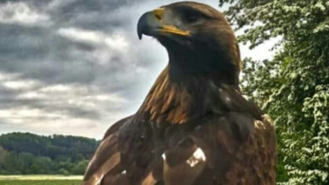 Hahnbach. Die SPD-Senioren der AG 60plus laden am Donnerstag, 29. Oktober, um 15 Uhr zum Besuch der privaten, staatlich anerkannten Tierauffangstation „Das Nest“ in Kümmersbuch ein.