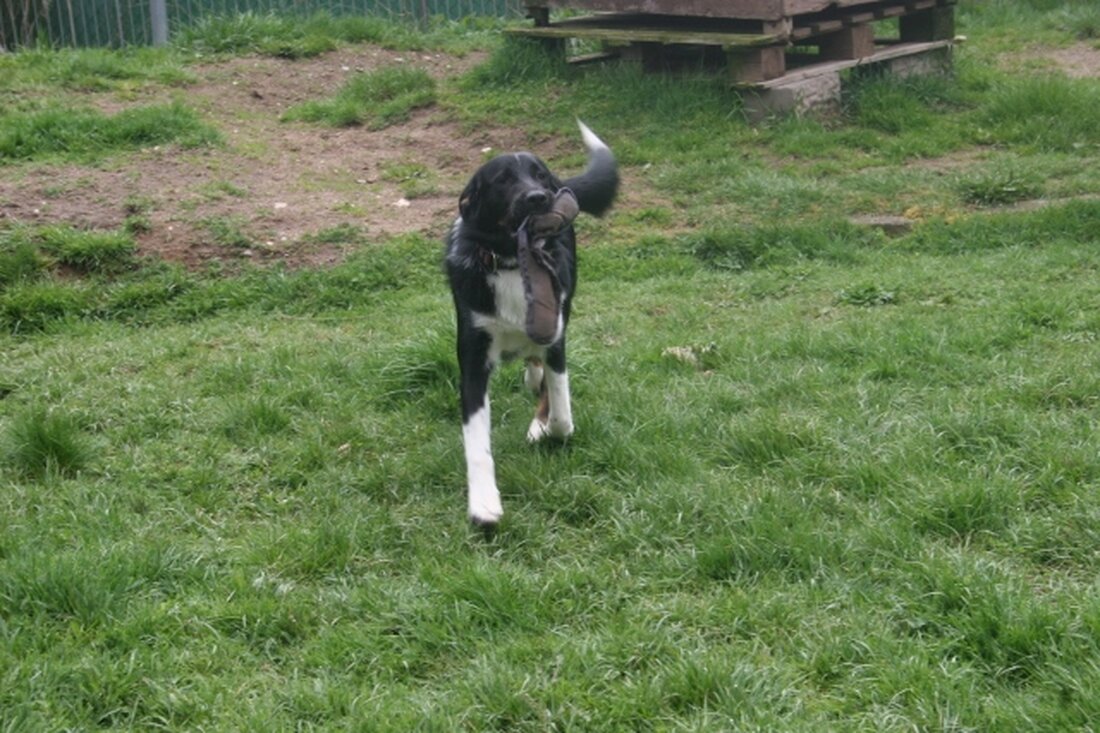 Weiden. Olaf wartet im Tierheim Weiden seit längerem auf eine neue Familie. Seine früheren Besitzer nahmen es mit der Aufgabe, Hundeeltern zu sein, wohl nicht so genau. Umso dringender bräuchte [&hellip;]