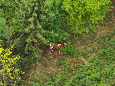 Drohnen helfen 63 Jungrinder bei Niedermurach einzufangen
