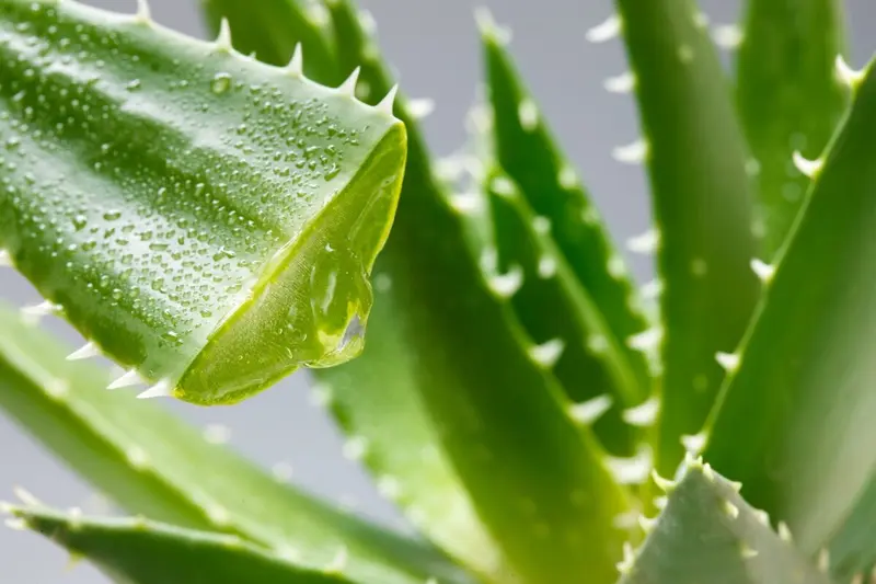 Vortrag im THZ: Wie die Aloe Vera bei Gelenkproblemen helfen kann