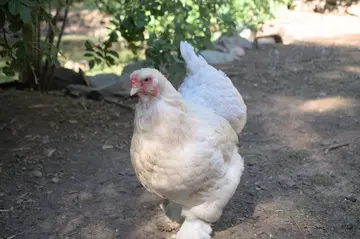 Dreister Oster-Diebstahl: Unbekannte stehlen einem 93-Jährigen in Hahnbach 15 Hühner