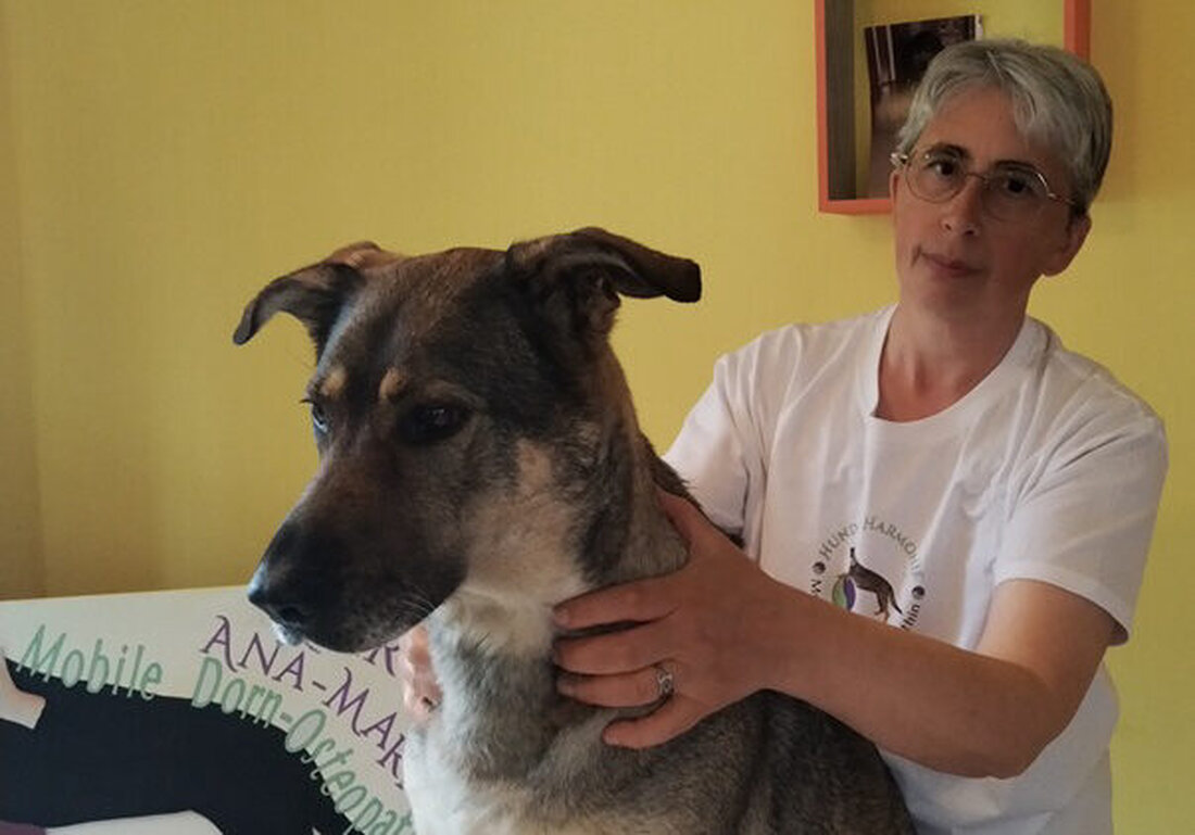 Amberg. Vom 29. Juni bis 12. Juli 2026 präsentiert Ana-Maria Garcia Rodriguez im Pop-up-Raum des Stadtlabors+ eine Dorn-Osteopathie für Hunde. Besucher erfahren ganzheitliche Hilfe, Ersttermine gibt es mit 20 Prozent Rabatt.