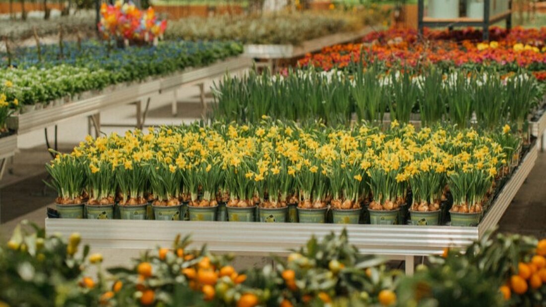 [Advertorial] Neustadt/WN. Vor wenigen Wochen hat Garten Steinhilber seine Türen in neuer Frische geöffnet – und nun folgt gleich das erste große Highlight: Am Sonntag, den 29.  März, lädt der Gartenfachmarkt von 10 bis 16 Uhr zum Eröffnungs-Sonntag ein.