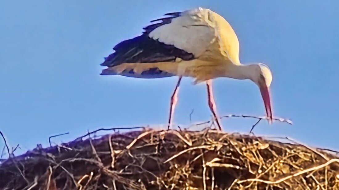 Eslarn. Mit der freudigen Nachricht „Der Storch ist da!“ überraschte am Freitag Hans-Jürgen Utz, der als unmittelbarer Nachbar die beste Sicht auf den Storchenhorst hat.