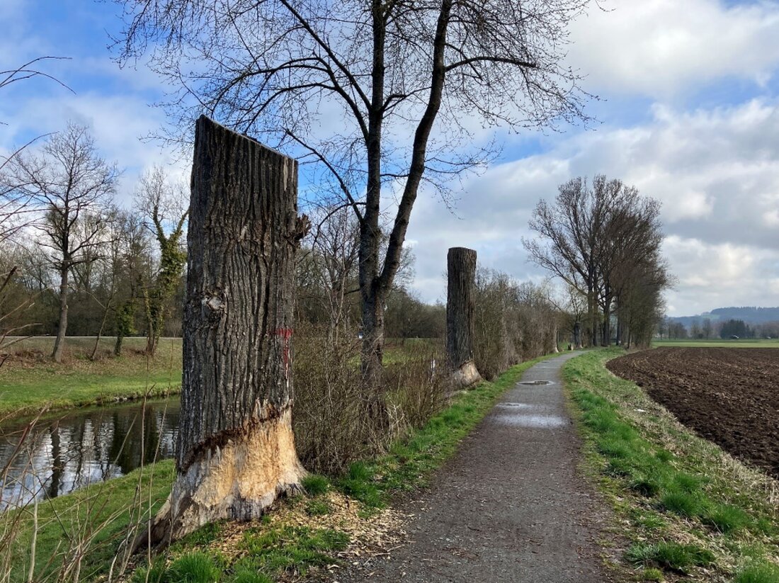 Weiden. Das Wasserwirtschaftsamt pflanzt entlang des Flutkanals neue, klimaresistente Bäume und verbindet damit Verkehrssicherheit mit Naturschutz. Die Aktion ist für den 23. April geplant; kurze Einschränkungen sind möglich.