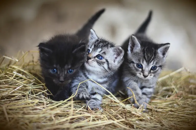 Katzen vor Gericht - was Halter jetzt wissen müssen