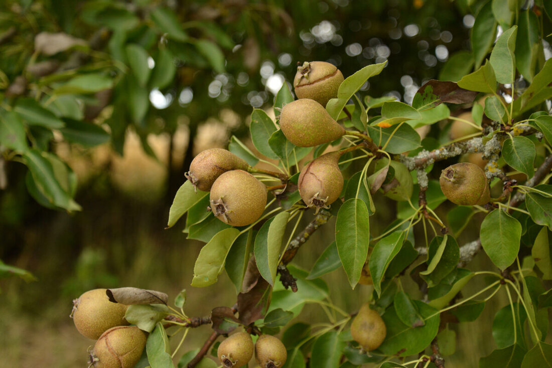 Tirschenreuth. Das Programm „Streuobst für alle!“ des ALE Oberpfalz fördert den Kauf von Obstbäumen mit bis zu 45 Euro pro Baum, Anträge laufen online und werden meist in einer Woche bewilligt. Bereits 16.539 Bäume gepflanzt.