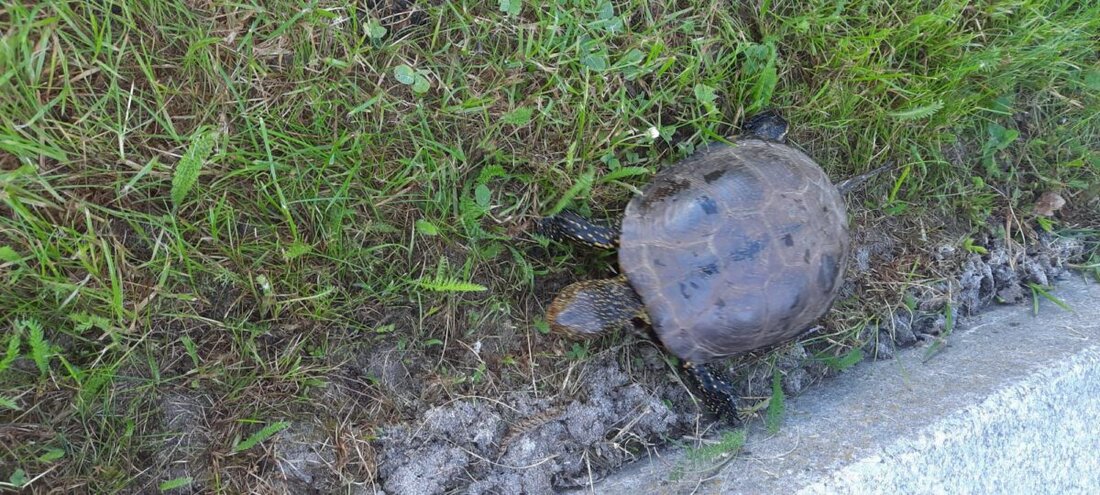 Eschnbach. Ungewöhnlicher Fund: Vor den Toilettenanlagen am Rusweiher Bad wurde heute eine Schildkröte entdeckt. Der Bauhof hat das Tier gesichert.