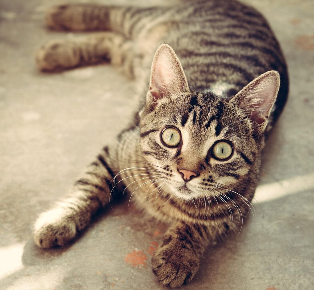 Eine Katze ringt nach einer präparierten Wachtel mit dem Leben. Lies, was wirklich passiert ist und welche Konsequenzen jetzt drohen: 