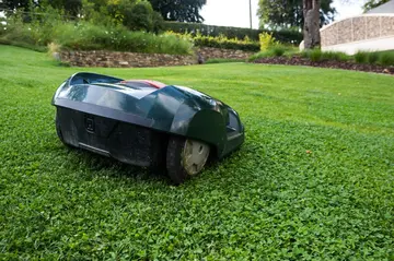 Nächtliches Mähroboterverbot in Amberg-Sulzbach schützt Igel