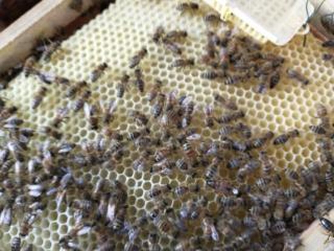 Weiden. Am 7. Oktober 2026 lädt der Bienenzuchtverein um 19 Uhr ins Bienenheim Merklmooslohe ein. Referent Matthias Weiß-Zimmermann spricht über Wachsverarbeitung, zudem wird ein Insektenhotel für Wildbienen geplant.