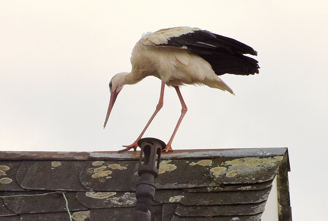 Weiden. Am Mittwochmittag dem 15. Februar – so früh wie in keinem Jahr zuvor – landete der erste Weißstorch nach dem Rückflug aus seinem Winterquartier wieder auf dem Dach des Alten [&hellip;]
