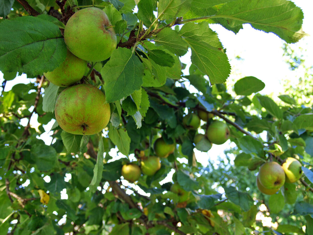 Oberpfalz. ARAG-Experten räumen mit Alltagsirrtümern im öffentlichen Raum auf – von Blumen pflücken über Obst am Wegesrand bis zum Handy laden an Steckdosen – und erklären, wo Erlaubnis gilt und wo Bußgeld droht.