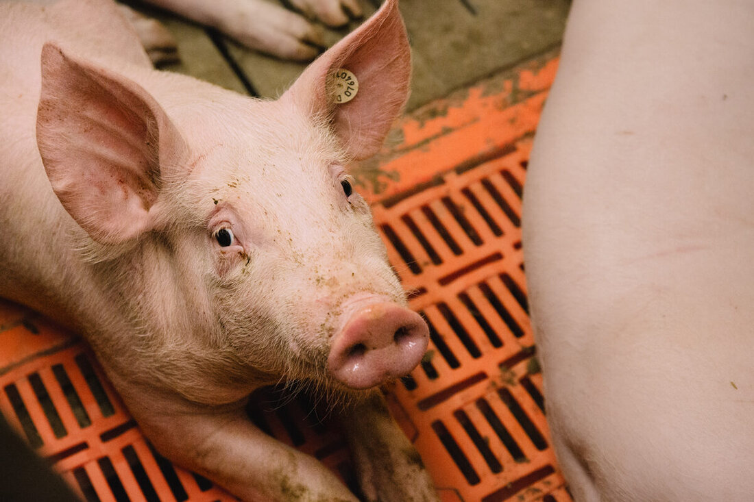 Schwandorf. Arbeitsplatz Stall: In der Nordoberpfalz ruft die Industriegewerkschaft Bauen-Agrar-Umwelt (IG BAU) Beschäftigte in der Tierhaltung und Tierzucht dazu auf, an einer bundesweiten Online-Umfrage teilzunehmen. 