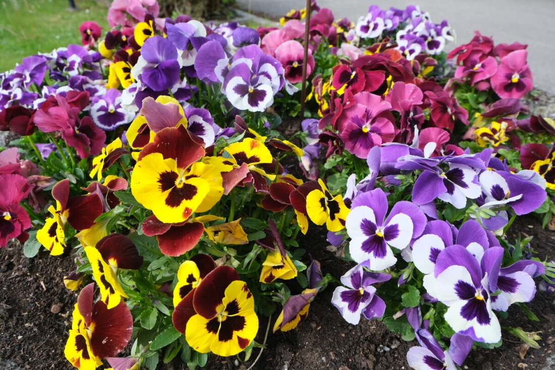 Floß. Die Aktion „Floß blüht auf“ begeistert weiterhin viele Bürger und verschönert den Markt mit Blumen und Fassaden. Die Preisverteilung mit Bildern von Erich Schieder findet am 15. Juni um 19.30 Uhr im Rathaus statt.