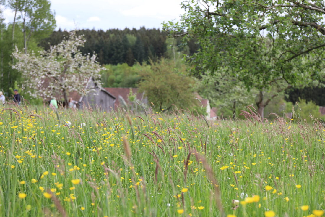 Nabburg. Das Freilandmuseum Oberpfalz lädt am 14. Juni zum Aktionstag Wiese, Wald und Wildnis ein. Ab 13 Uhr warten Mitmachaktionen, Führungen und Vorträge zur artenreichen Kulturlandschaft sowie kostenlose Bodenanalysen.