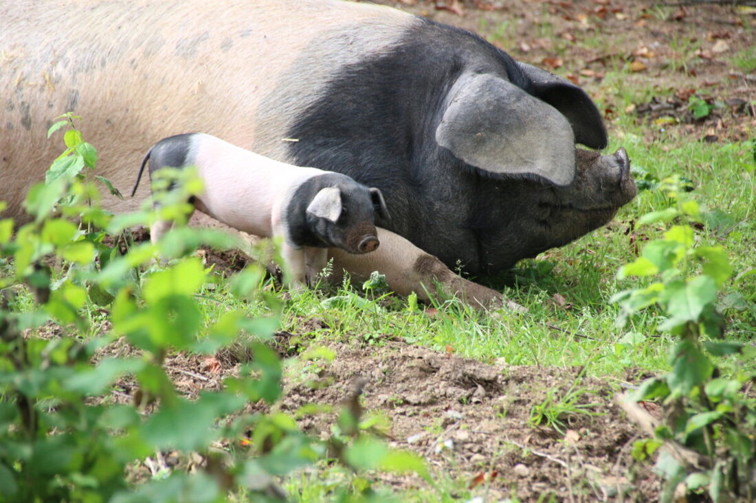 Nabburg. Das Freilandmuseum Oberpfalz feiert am Sonntag, 5. Oktober, den Tag der alten Haustierrassen mit Führungen ab 13 Uhr, Kinderaktion und Verkauf von Schaffellen, Honig und Museumsbrot.