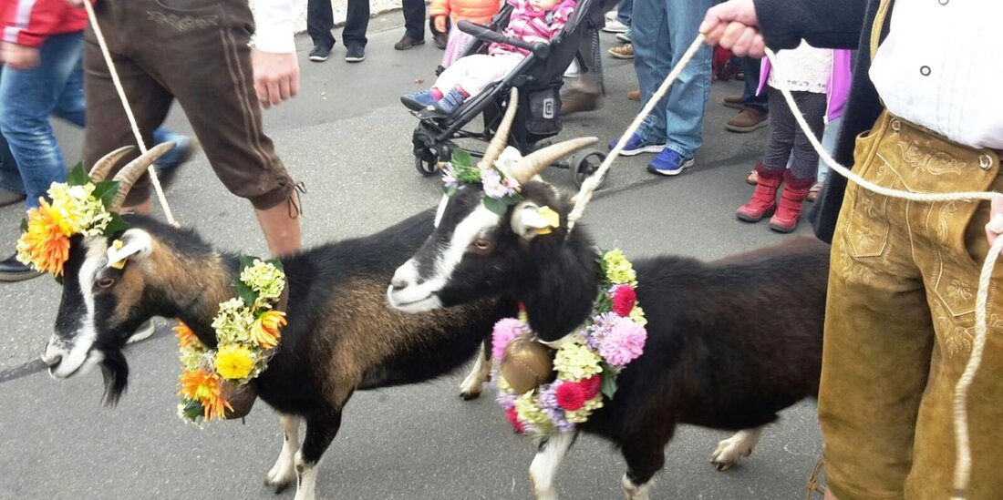 Neustadt am Kulm. Es ist eine beliebte Tradition in der kleinsten Stadt der Oberpfalz: Der Almabtrieb. Wie in den Alpen treiben die Viehbesitzer ihre Tiere für den Winter von den [&hellip;]