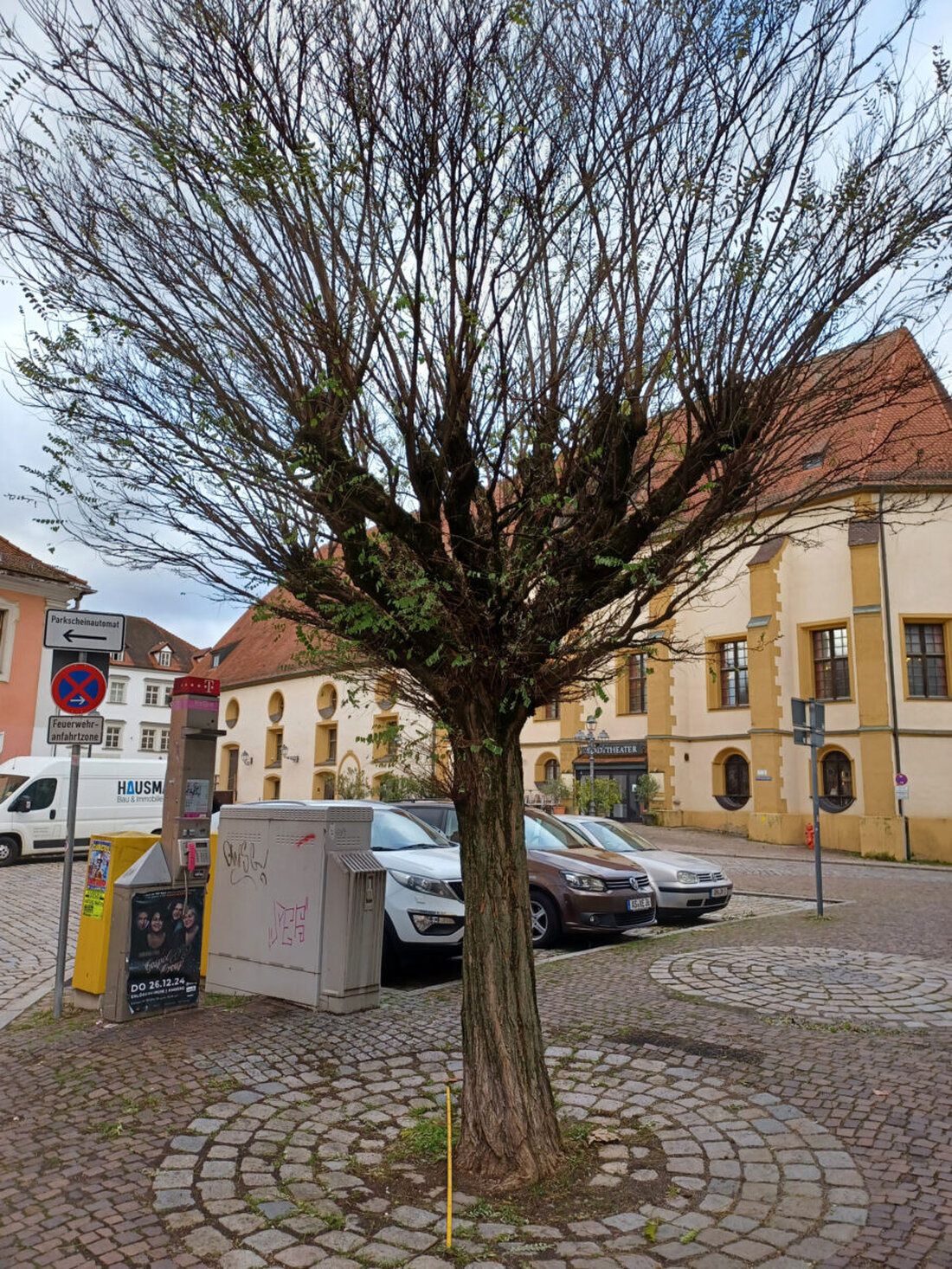 Amberg. Zwei Robinien werden aus Vitalitätsgründen gefällt und durch Platanen ersetzt, um die Sicherheit zu gewährleisten und das Stadtbild zu erhalten.