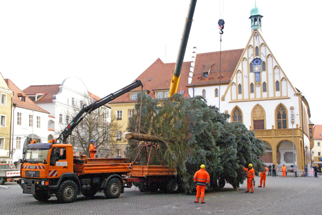 Amberg. Die Stadt sucht für Weihnachten große Weihnachtsbäume für Marktplatz und Malteserplatz, wobei bestimmte Arten und Größen bevorzugt werden.