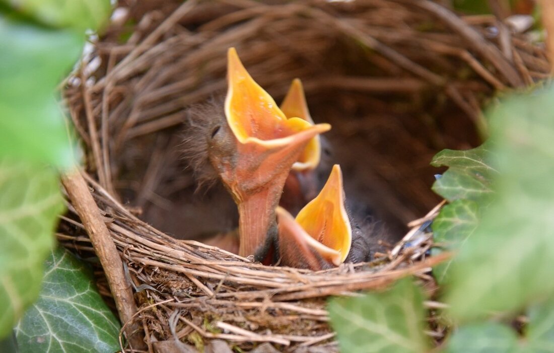 Weiden. Die Amsel – auch Schwarzdrossel genannt – zählt zu den bekanntesten Singvögeln Europas und ist die häufigste Vogelart in Deutschland. Vor über hundert Jahren war die Amsel noch ein [&hellip;]