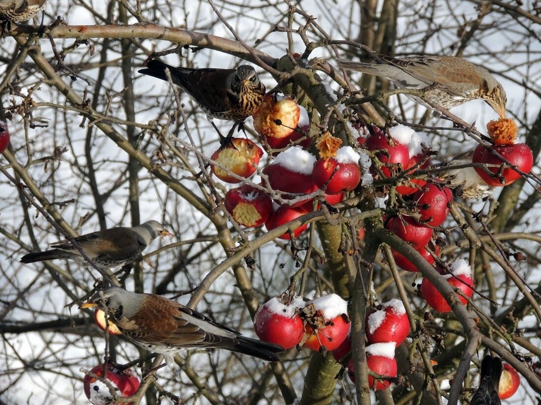 Grafenwöhr. Eine fruchtige Tiefkühlkost präsentiert die Natur momentan den heimischen Singvögeln. Nicht nur für den Menschen ist der Apfel gut, sondern auch für unsere heimische Vogelwelt. Von Gerald Morgenstern Der [&hellip;]