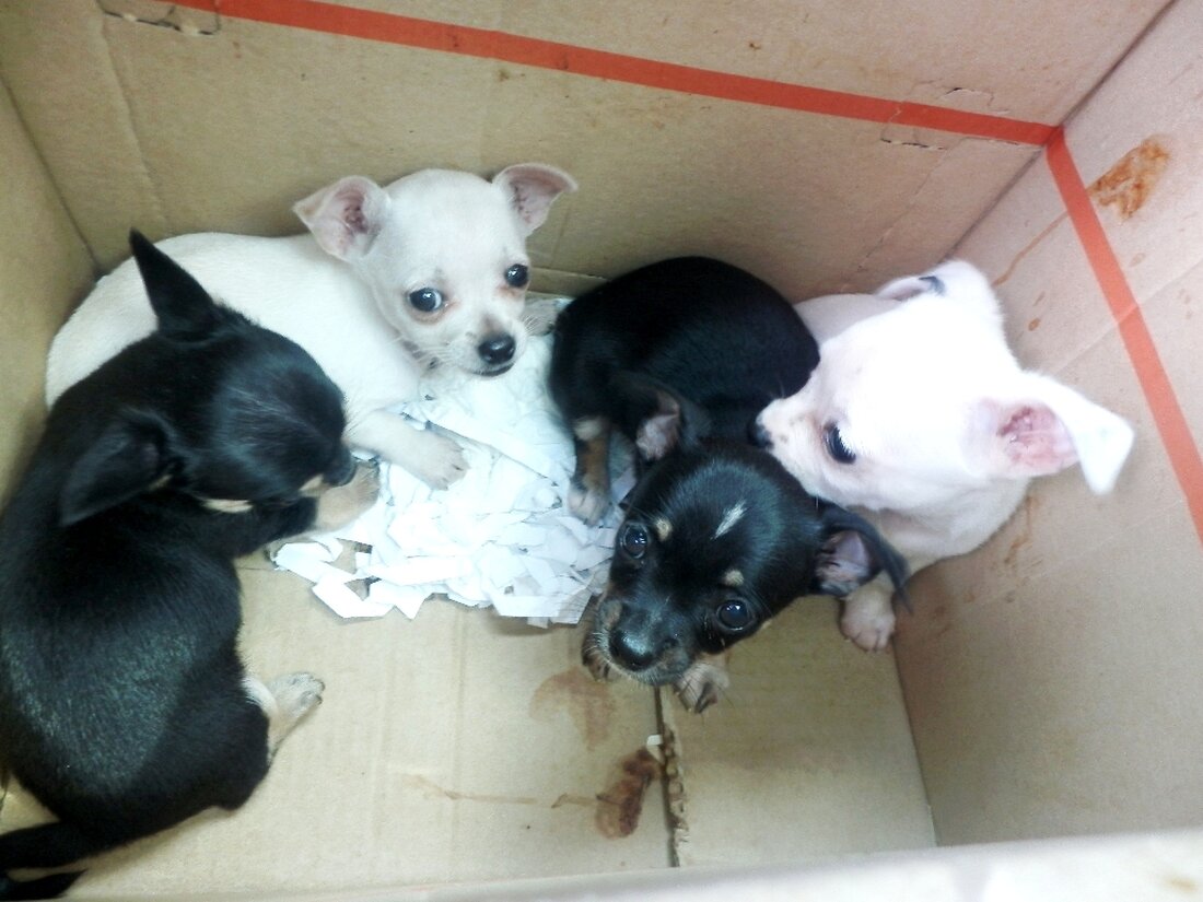 Weiden / Tirschenreuth / Neustadt/WN. Der Montag steht vor der Tür. Ein guter Grund zum Start in die Ferien die vergangene Woche noch einmal Revue passieren zu lassen. Hier sind [&hellip;]