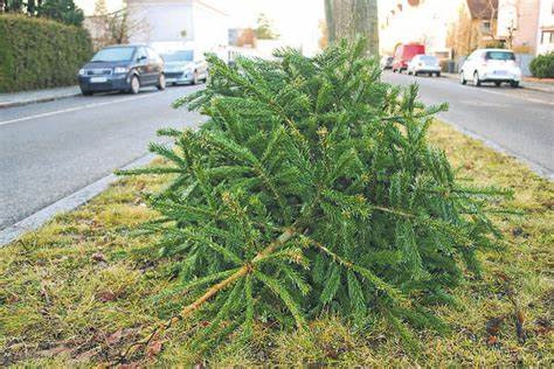Weiden. Ab Montag, 12. Januar 2026 um 6 Uhr holt der städtische Bauhof sichtbar am Straßenrand abgestellte Christbäume ab. Wer später entsorgt, nutzt bis 7. Februar 2026 Großcontainer an den Wertstoffhöfen. Bitte ohne Schmuck.