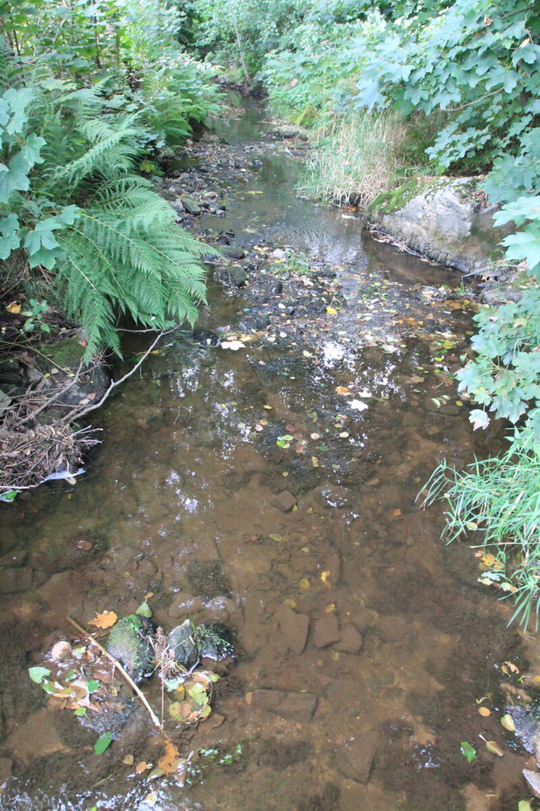 Floß. Der Ausschuss beriet die ökologische Verbesserung des Floßbachs und kündigte für den 30. September einen Termin im Wasserwirtschaftsamt an. Zudem wurden Straßenumbau und Bauvorhaben gebilligt.