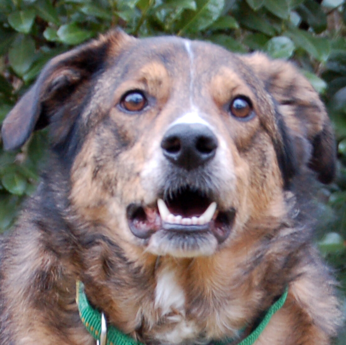 Sulzbach-Rosenberg. Nach dem Tod ihrer Besitzerin sucht die Tierhilfe Franken dringend ein neues Zuhause für die Hunde Roxalie und Baltos. Die Hunde hatten kaum Kontakt zur Außenwelt und brauchen nun Unterstützung sowie Pflegeplätze.